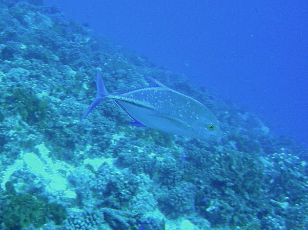 36- Carangue bleue 